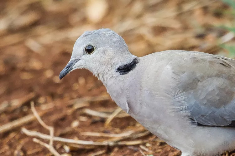 Dove