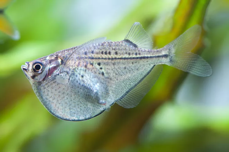 Hachetfish