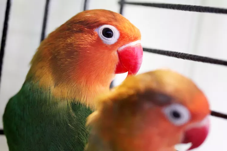 Lovebird