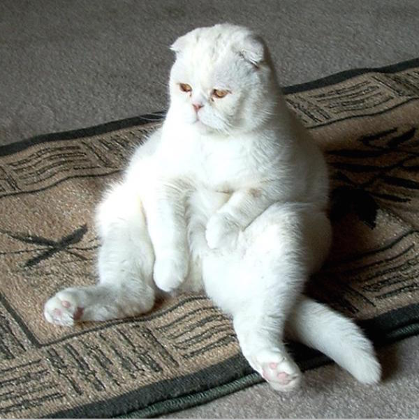 Scottish Fold Cat - Buy Scottish Fold Cat Online | Mekozza