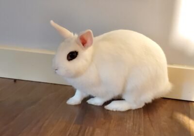Dwarf Hotot