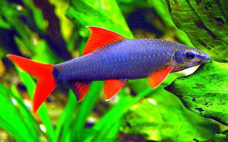 Rainbow Shark