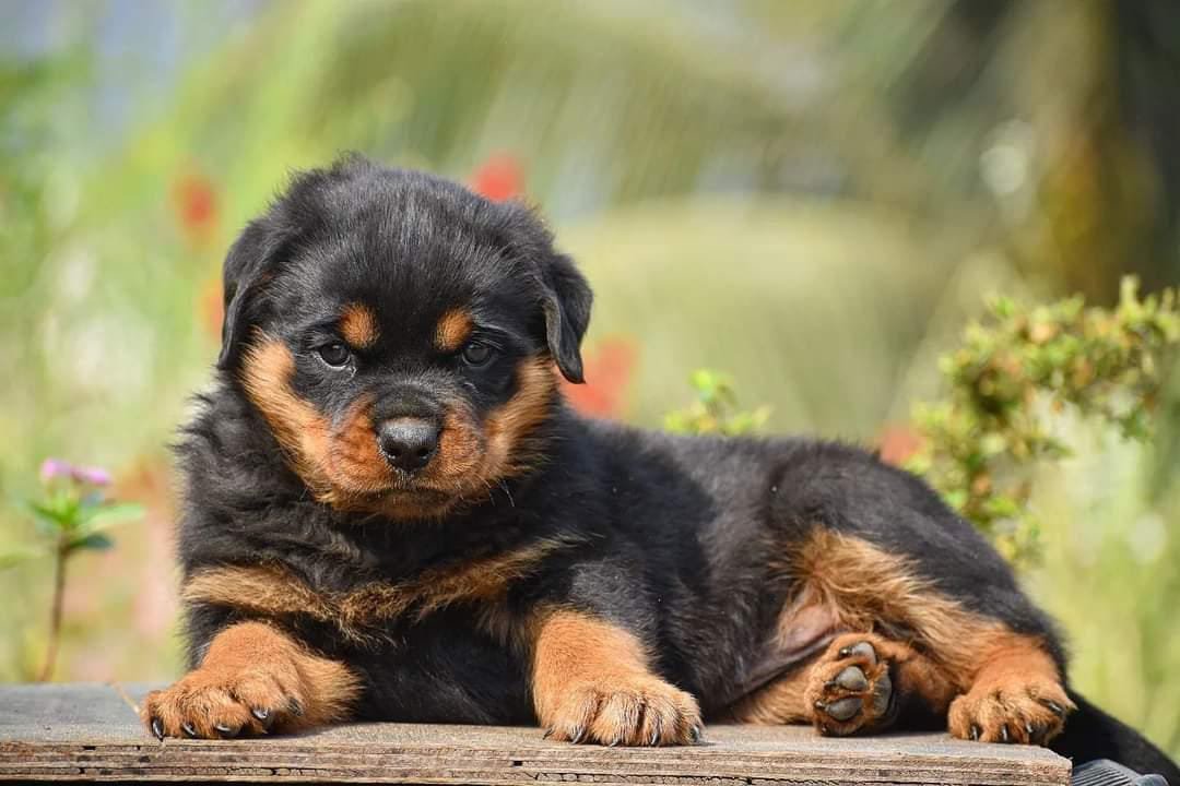 Rottweiler