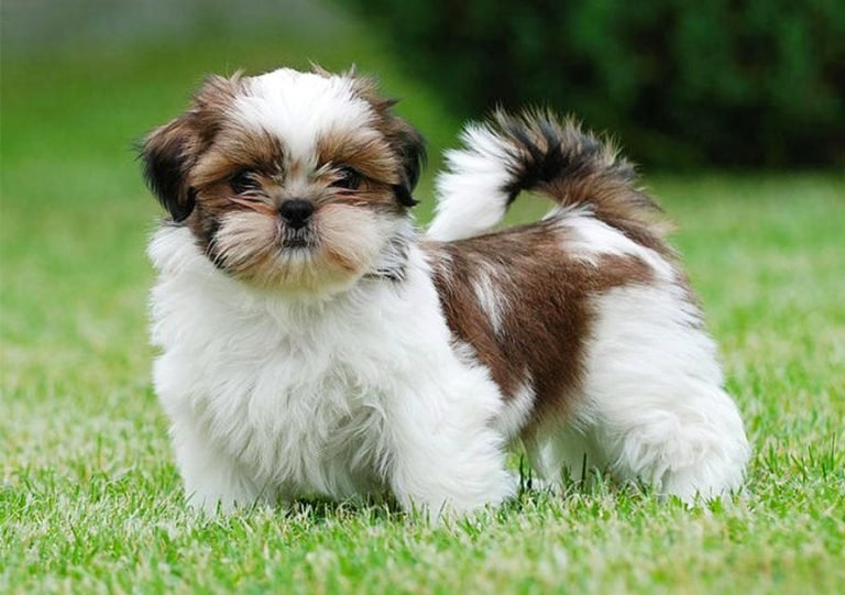Shih Tzu