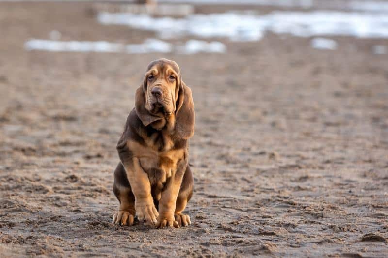 Bloodhound