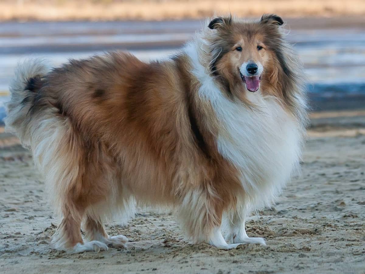 Collie