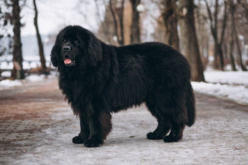 Newfoundland