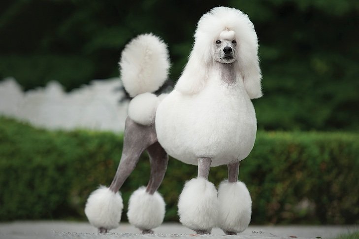 Poodle
