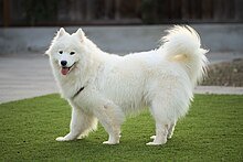 Samoyed
