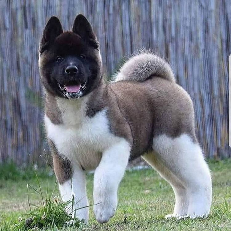 Akita