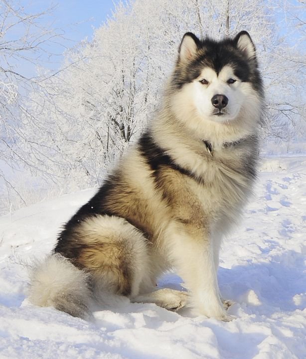 Alaskan Malamute