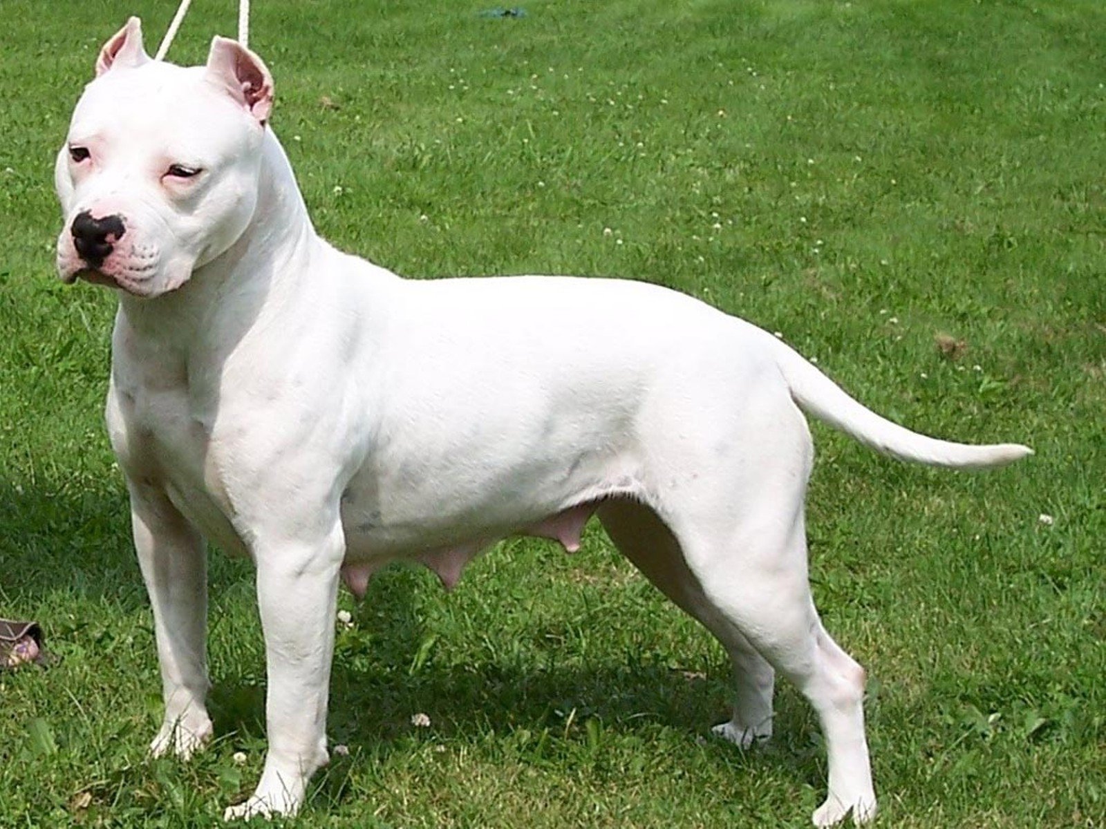 American Pit Bull Terrier