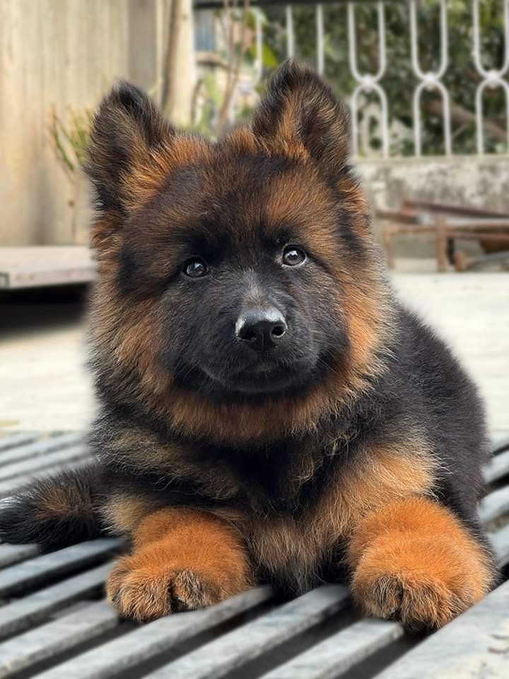 German Shepherd