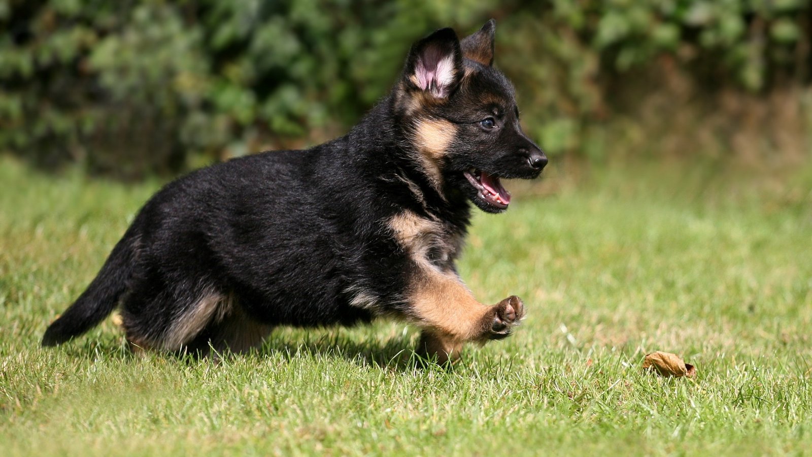 German Shepherd Buy German Shepherd Online Mekozza