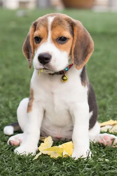 Beagle