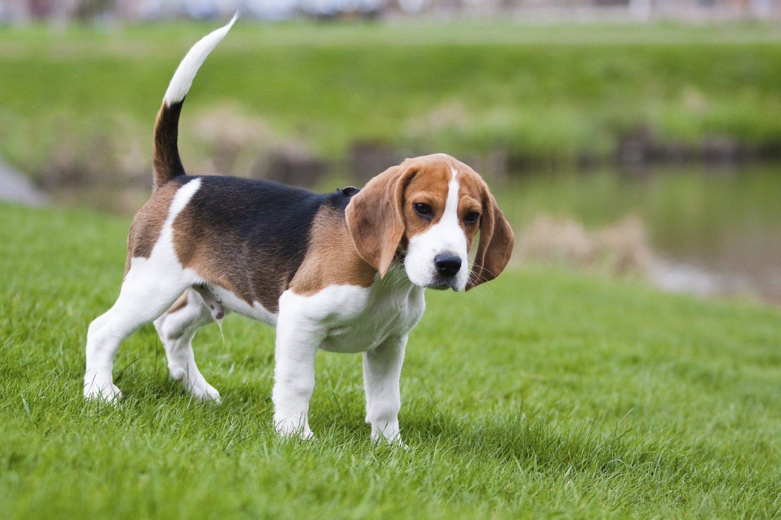 Hunting Dogs