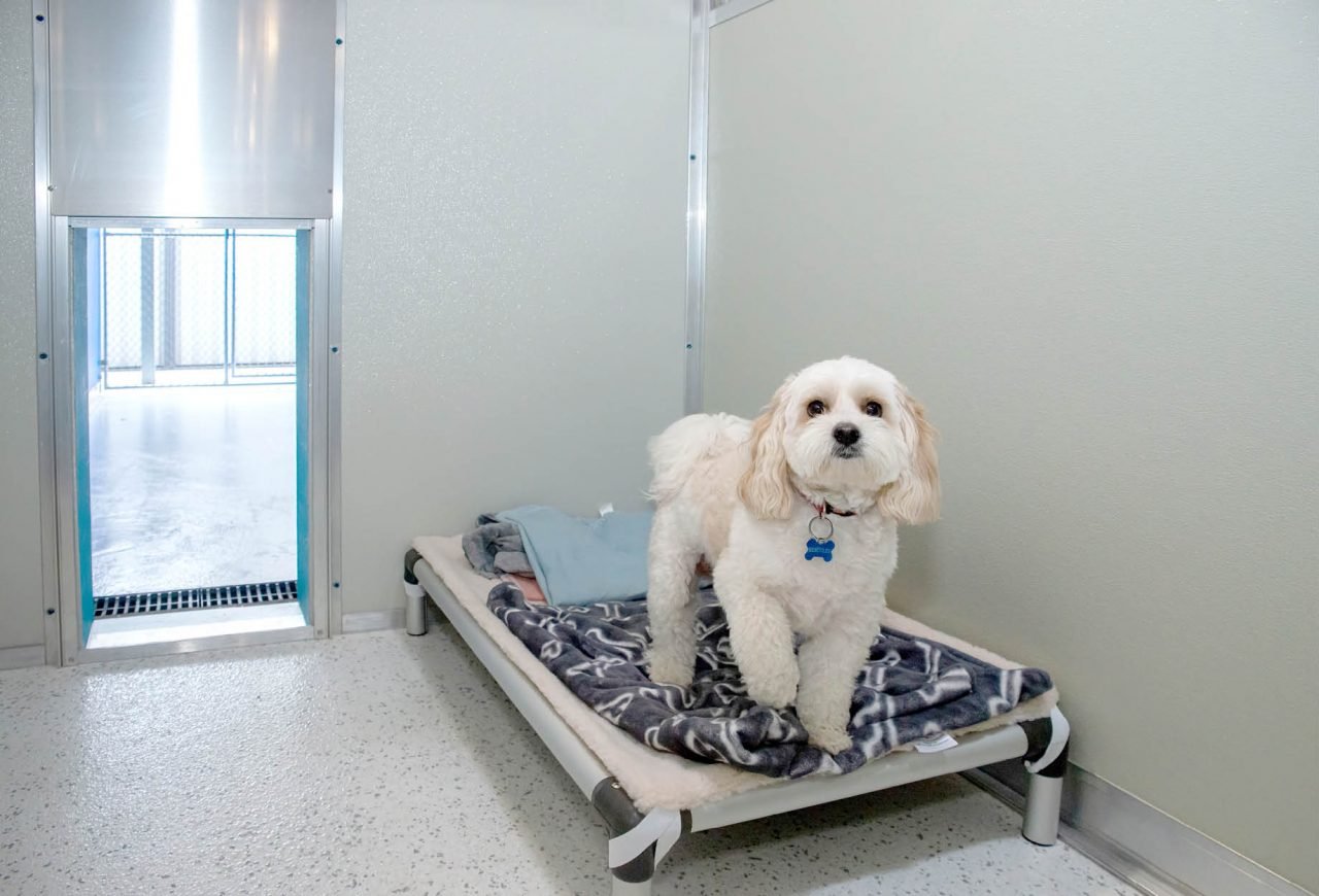 Pet Bath