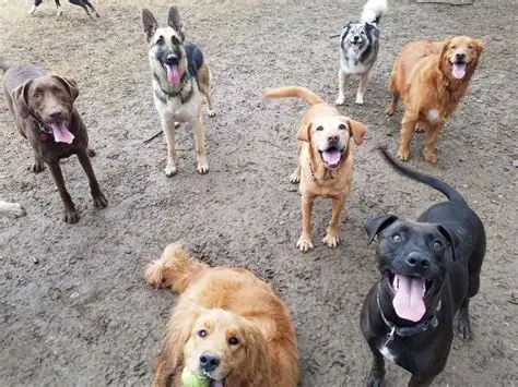 Happy Pet