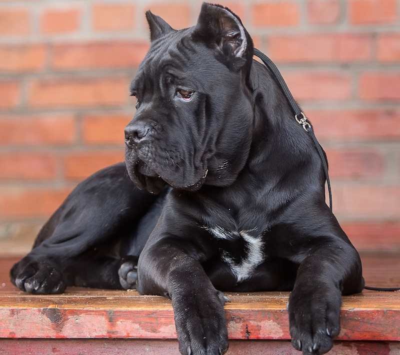 Cane Corso