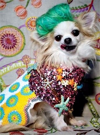 Pet with Creative Fur Colors