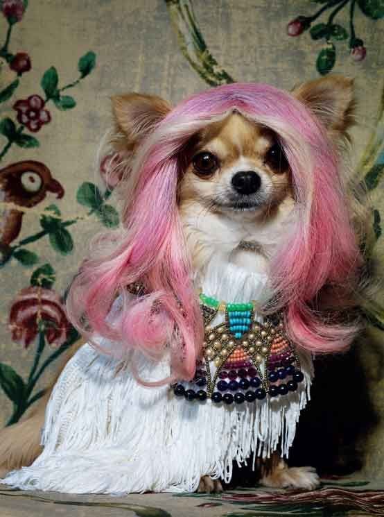 Dog Fur Dye Design