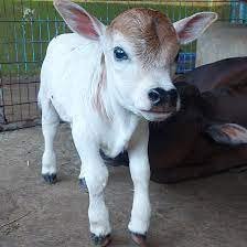 Mini Cow