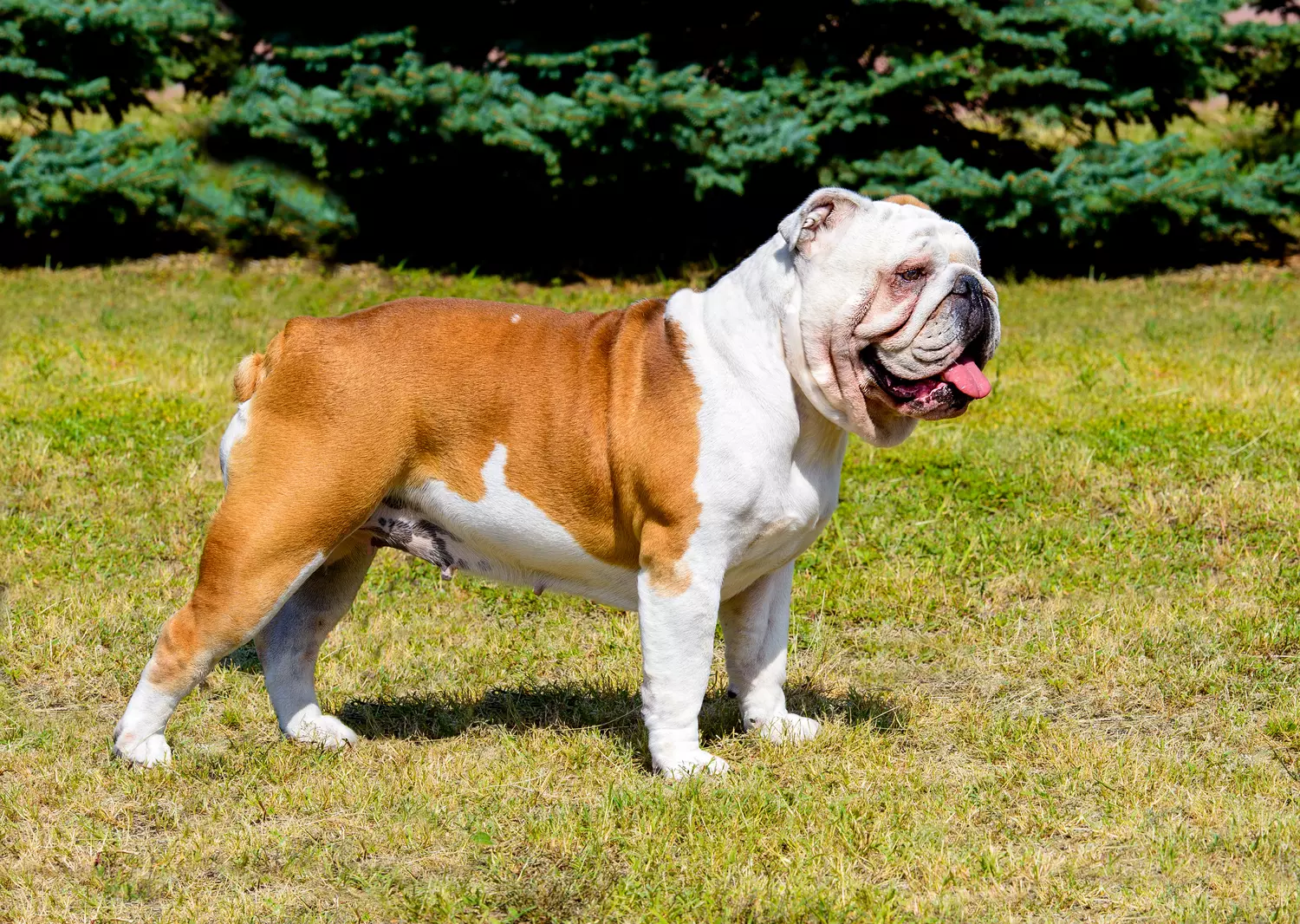 English Bulldog