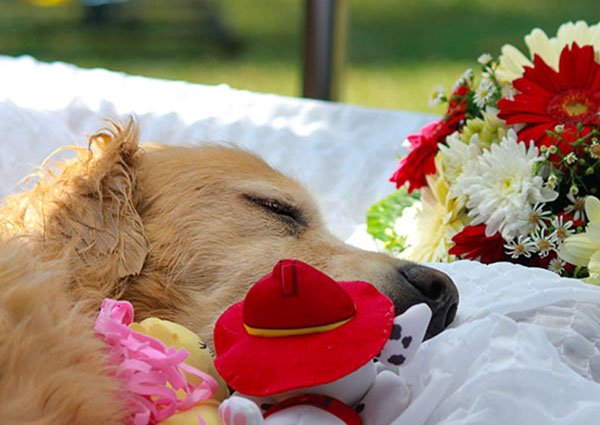 Dog Styling