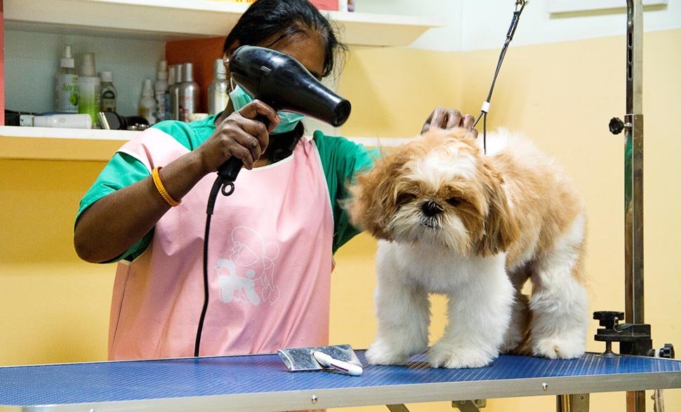 Groomed Dog