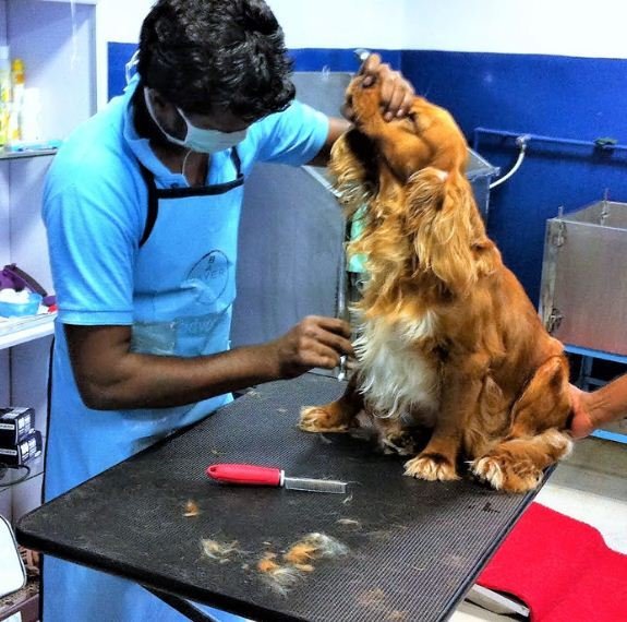 Dog Styling