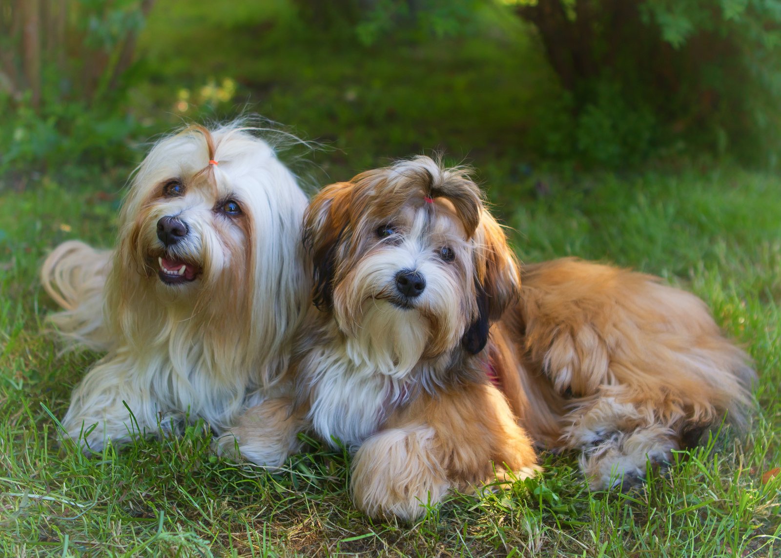 Havanese