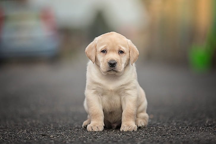 Labrador Retriever