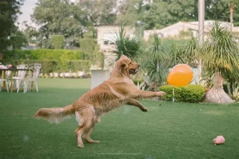 Happy Pet