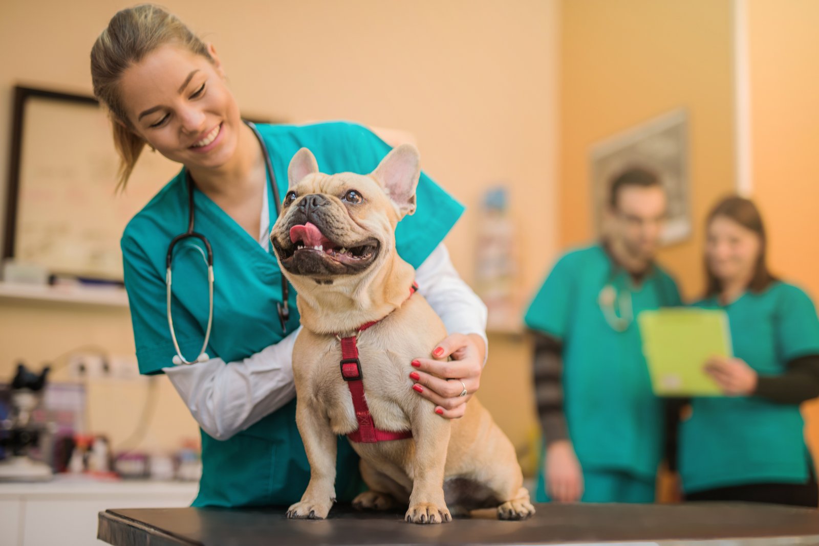 Emergency vet