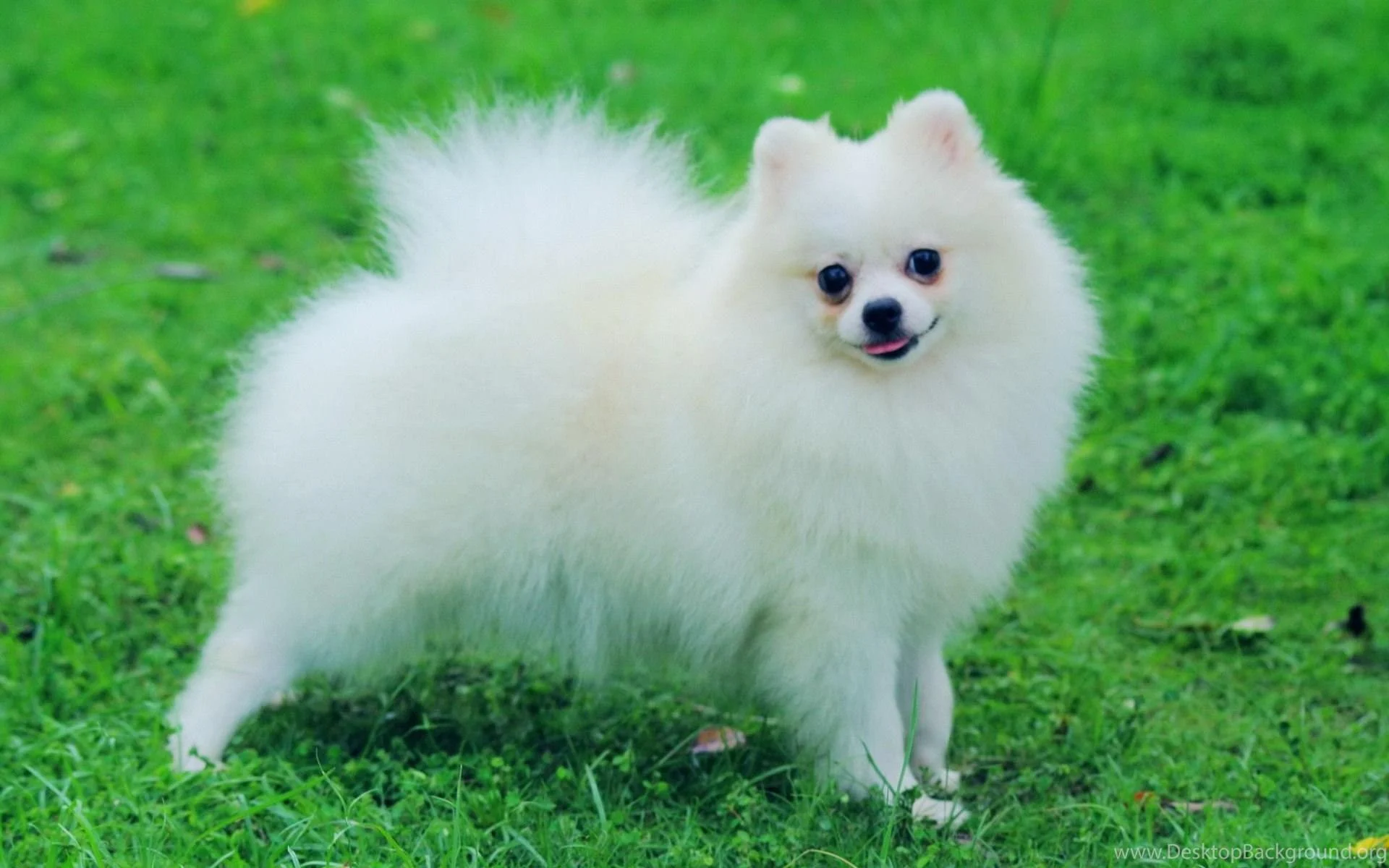 Pomeranian