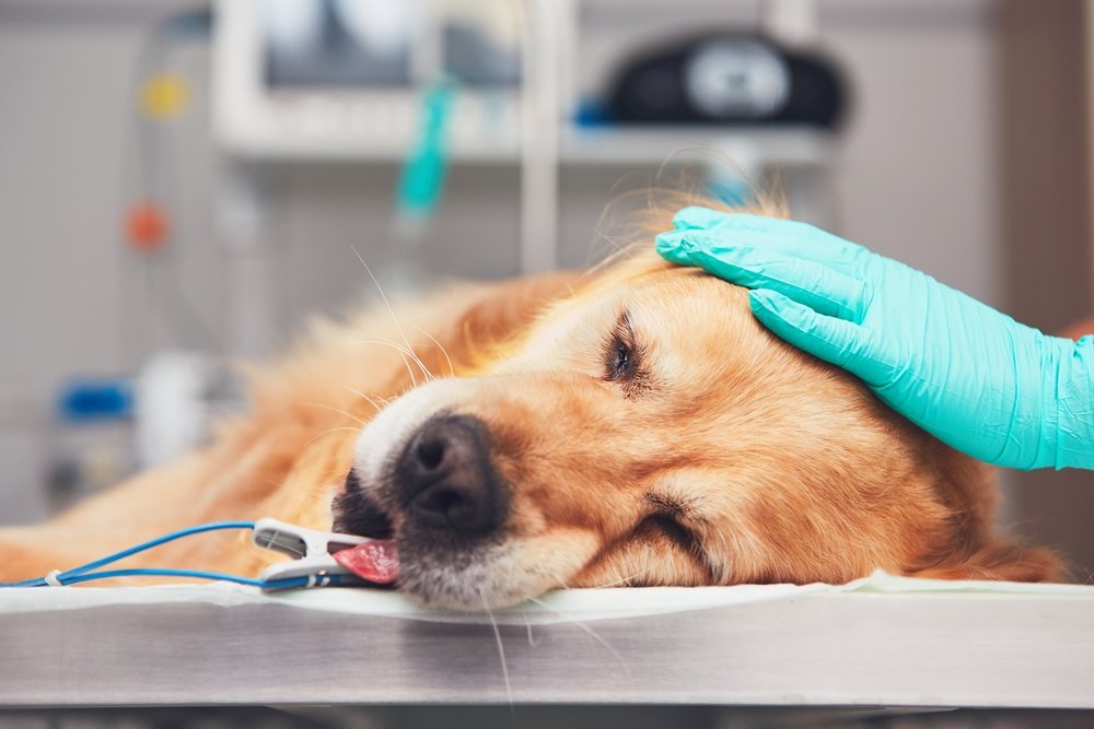Pet Emergency
