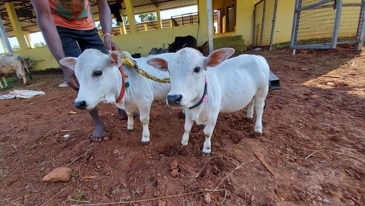 Punganuru Breed