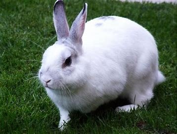 Rabbit