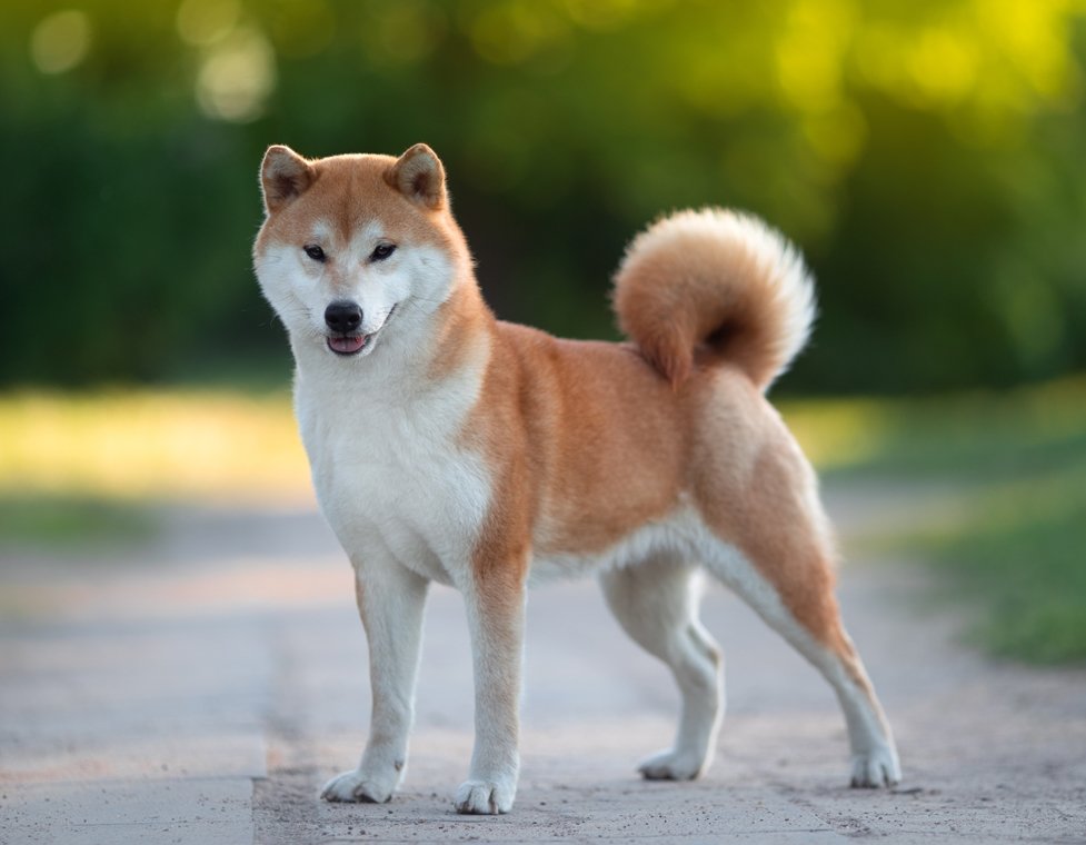 Medium Dogs