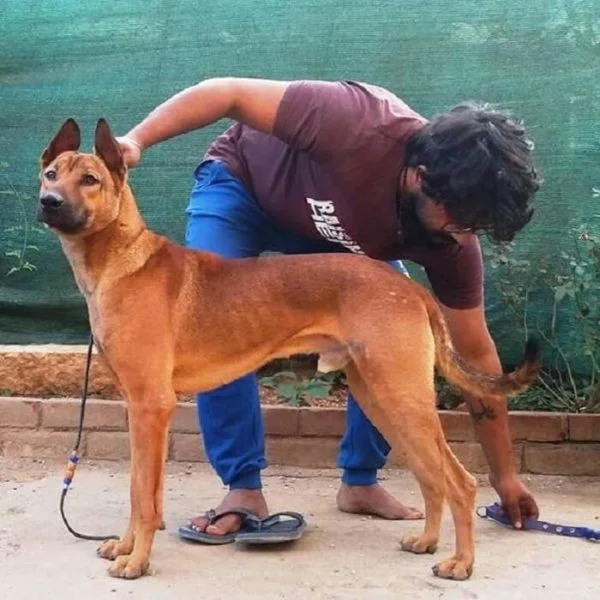 Pet Bath